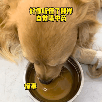 吃火龍果“裝死”紅到國外的金毛去世了,年僅4歲,原因值得所有