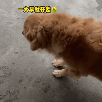 吃火龍果“裝死”紅到國外的金毛去世了,年僅4歲,原因值得所有