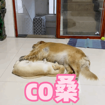 吃火龍果“裝死”紅到國外的金毛去世了,年僅4歲,原因值得所有