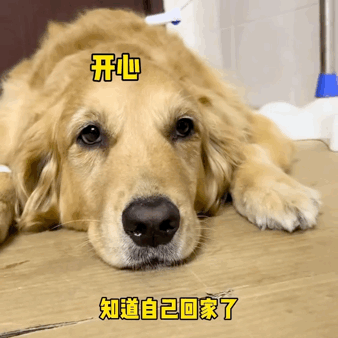吃火龍果“裝死”紅到國外的金毛去世了,年僅4歲,原因值得所有