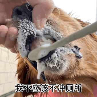 吃火龍果“裝死”紅到國外的金毛去世了,年僅4歲,原因值得所有
