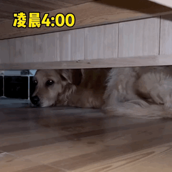 吃火龍果“裝死”紅到國外的金毛去世了,年僅4歲,原因值得所有