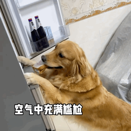 吃火龍果“裝死”紅到國外的金毛去世了,年僅4歲,原因值得所有