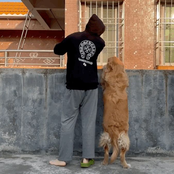 吃火龍果“裝死”紅到國外的金毛去世了,年僅4歲,原因值得所有