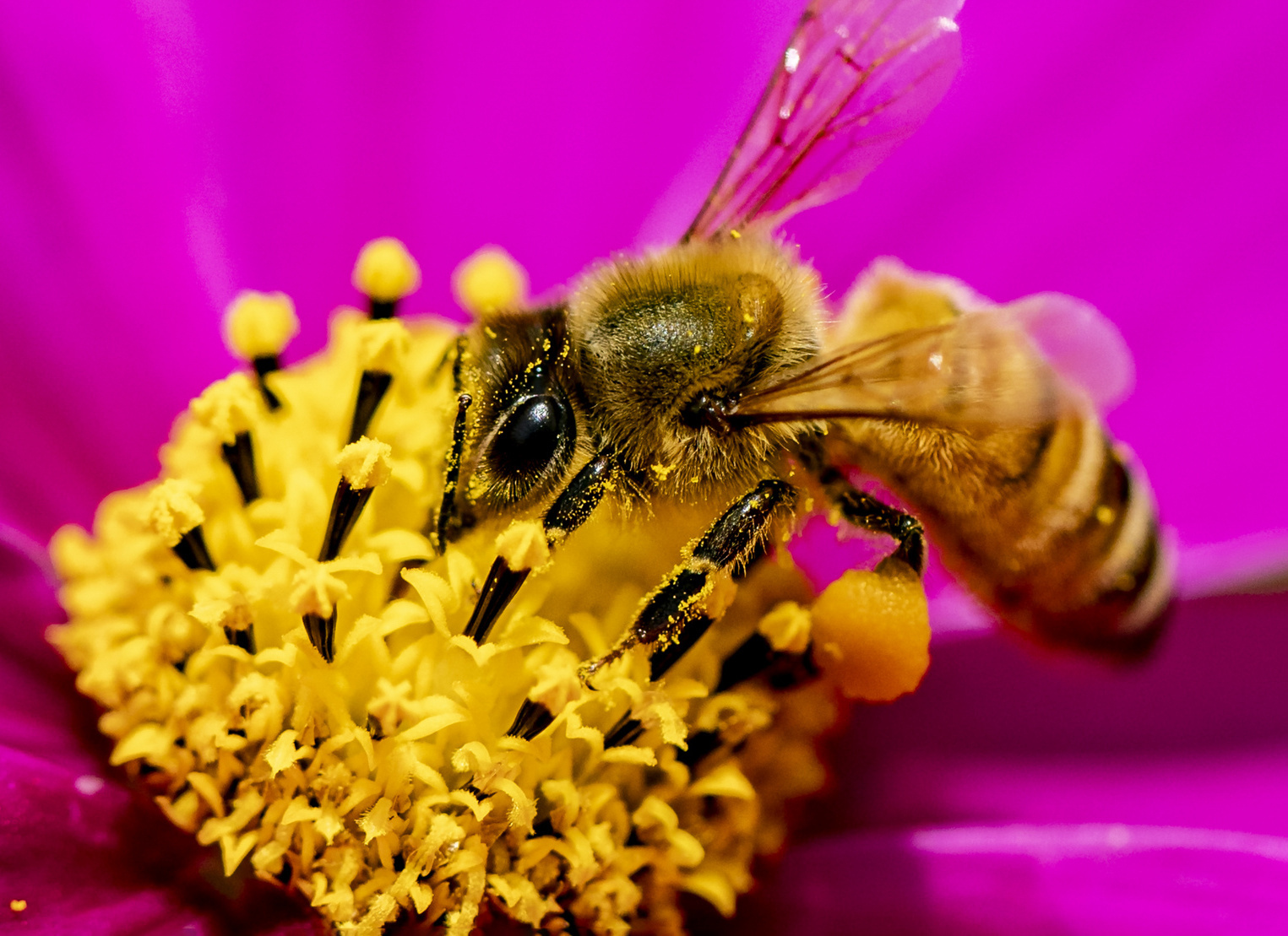 近距离看蜜蜂采蜜，这画面你恐怕没见过
