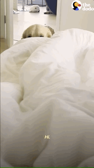狗狗叫主人起床比鬧鐘還準時,甚至進行了神秘的儀式...
