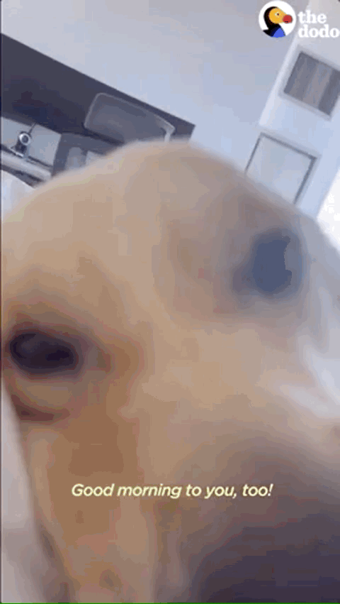 狗狗叫主人起床比鬧鐘還準時,甚至進行了神秘的儀式...