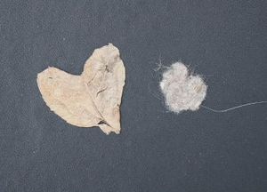丈夫離世一年后的結(jié)婚紀(jì)念日,一只帶著愛心的貓朝她走來…