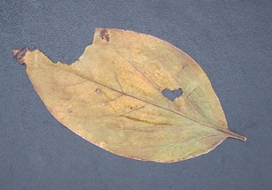 丈夫離世一年后的結(jié)婚紀(jì)念日,一只帶著愛心的貓朝她走來…