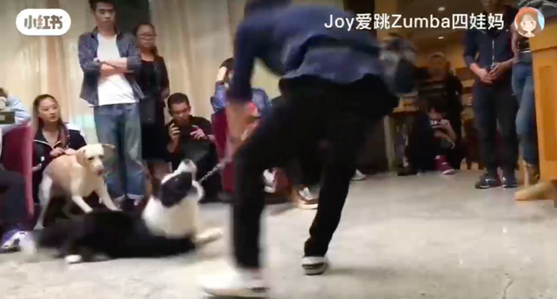 百萬粉絲“訓犬師”上課虐打邊牧!拉布拉多想去救它,卻被…網(wǎng)友