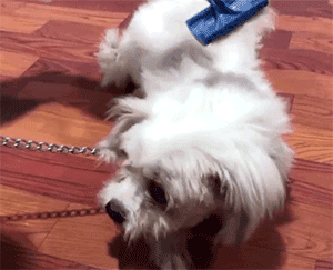 百萬粉絲“訓犬師”上課虐打邊牧!拉布拉多想去救它,卻被…網(wǎng)友