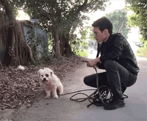 百萬粉絲“訓犬師”上課虐打邊牧!拉布拉多想去救它,卻被…網(wǎng)友