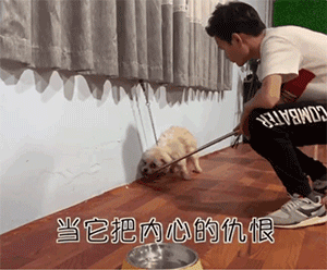 百萬粉絲“訓犬師”上課虐打邊牧!拉布拉多想去救它,卻被…網(wǎng)友