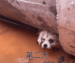 百萬粉絲“訓犬師”上課虐打邊牧!拉布拉多想去救它,卻被…網(wǎng)友