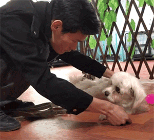 百萬粉絲“訓犬師”上課虐打邊牧!拉布拉多想去救它,卻被…網(wǎng)友