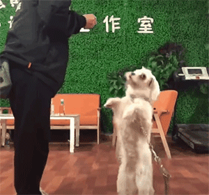 百萬粉絲“訓犬師”上課虐打邊牧!拉布拉多想去救它,卻被…網(wǎng)友