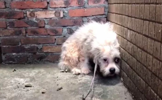 百萬粉絲“訓犬師”上課虐打邊牧!拉布拉多想去救它,卻被…網(wǎng)友
