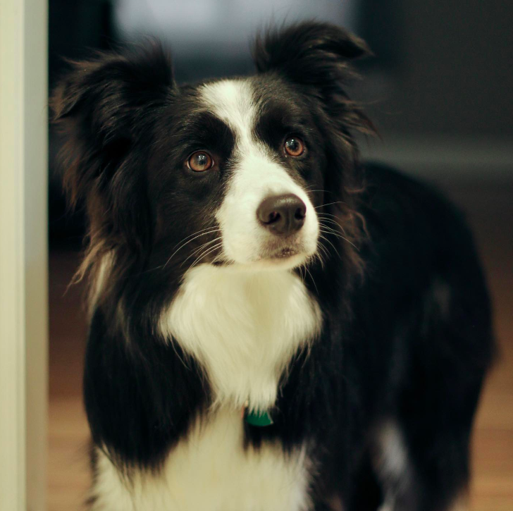 百萬粉絲“訓犬師”上課虐打邊牧!拉布拉多想去救它,卻被…網(wǎng)友