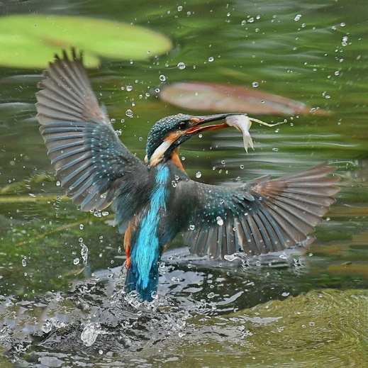 翠鸟抓鱼出水的瞬间