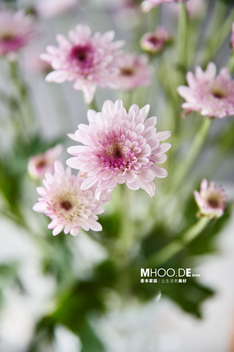 ���ɻ�������ӯӯ��������ֲ���ѡ