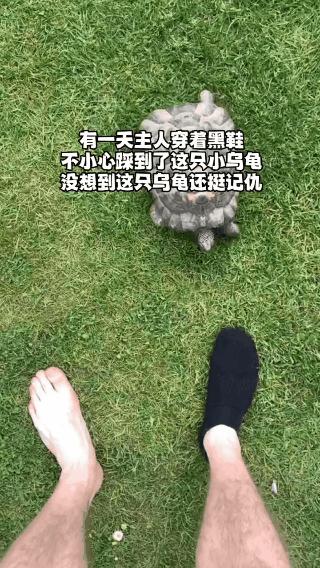 主人穿黑鞋時不小心踩到烏龜,從此一看到黑色它就…好記仇
