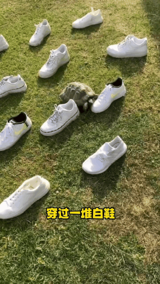 主人穿黑鞋時不小心踩到烏龜,從此一看到黑色它就…好記仇