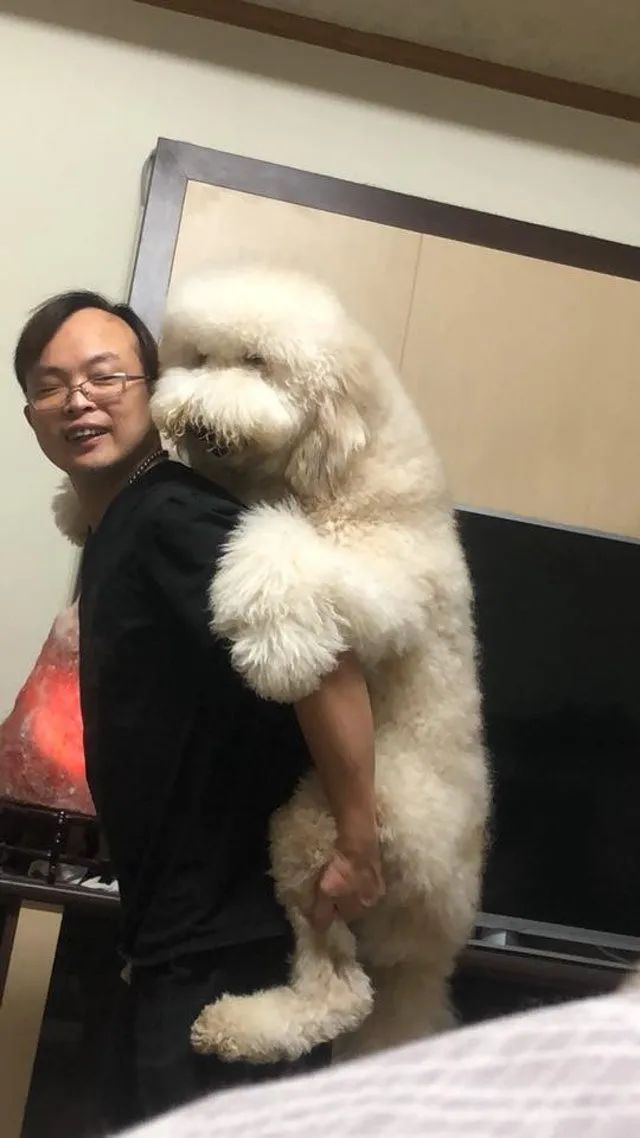 網(wǎng)友說養(yǎng)了只小狗勾,可曬出照片后…“誰家小狗身高2米?腳碼4
