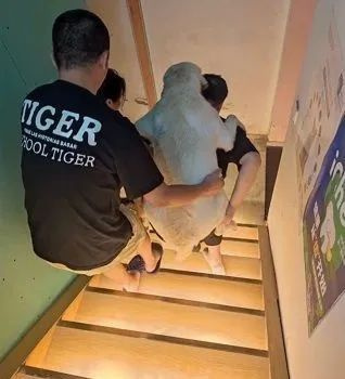 95斤拉布拉多半夜中暑,全家出動背它去醫(yī)院,溫馨但有點費主人