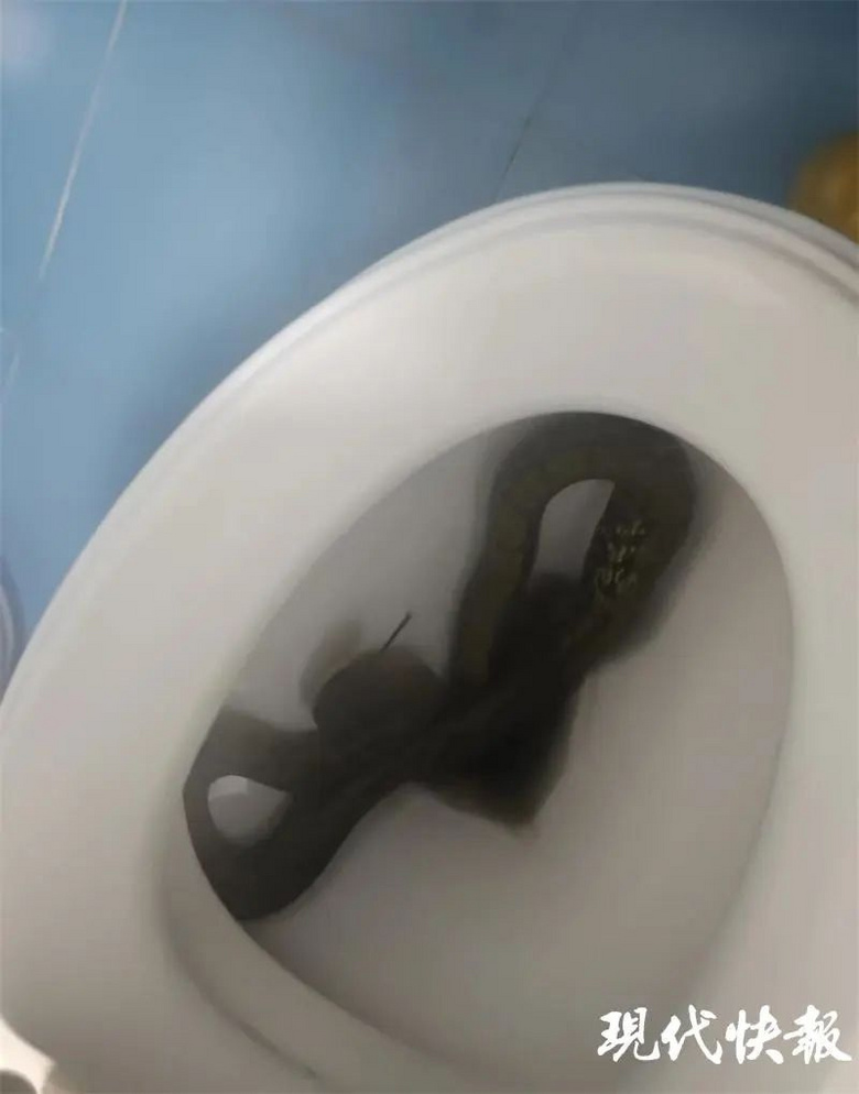 魂吓掉了女子上厕所马桶里钻出一条蛇