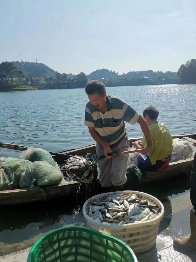 千岛湖里最好吃的两种鱼，现在很难钓到，就因为这个“入侵者”？