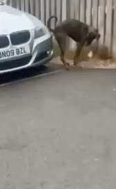 狗子緊貼車外殼拉粑粑,還回頭欣賞...在diy冰激淋嗎?