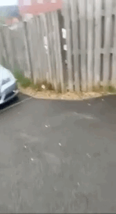 狗子緊貼車外殼拉粑粑,還回頭欣賞...在diy冰激淋嗎?