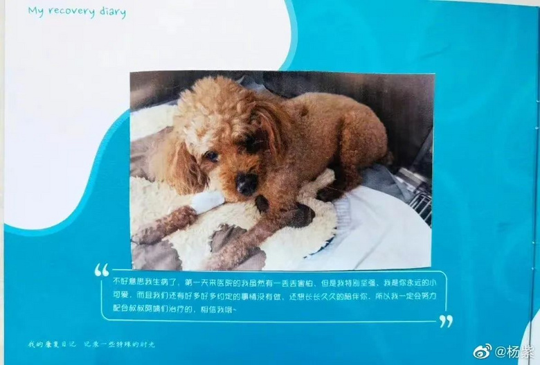 提起12歲愛犬,楊紫濕了眼眶:“我最親愛的家人,請你陪我更久