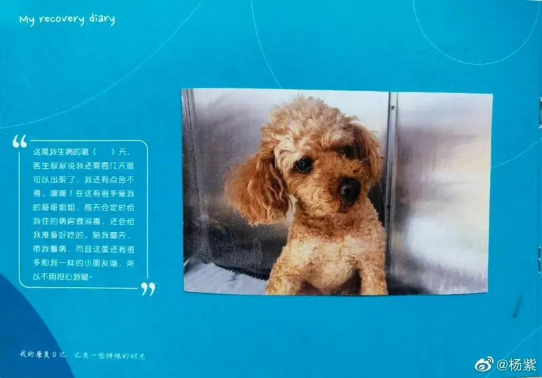 提起12歲愛犬,楊紫濕了眼眶:“我最親愛的家人,請你陪我更久