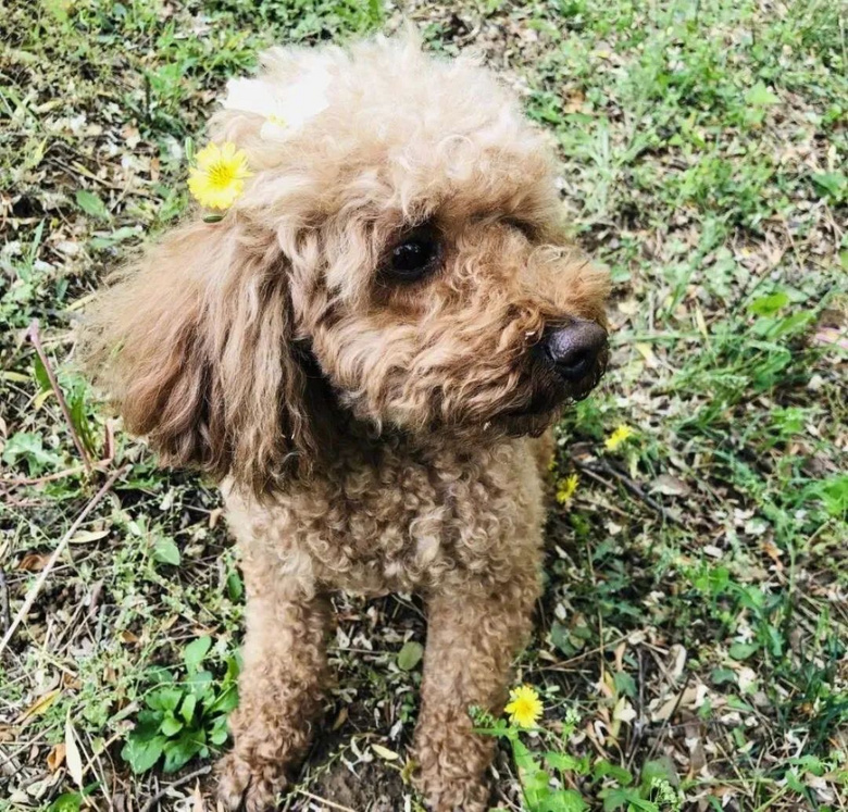 提起12歲愛犬,楊紫濕了眼眶:“我最親愛的家人,請你陪我更久