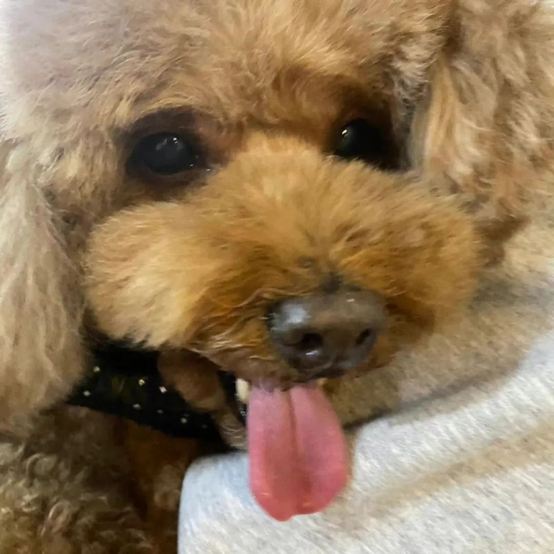 提起12歲愛犬,楊紫濕了眼眶:“我最親愛的家人,請你陪我更久