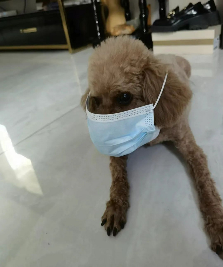 提起12歲愛犬,楊紫濕了眼眶:“我最親愛的家人,請你陪我更久