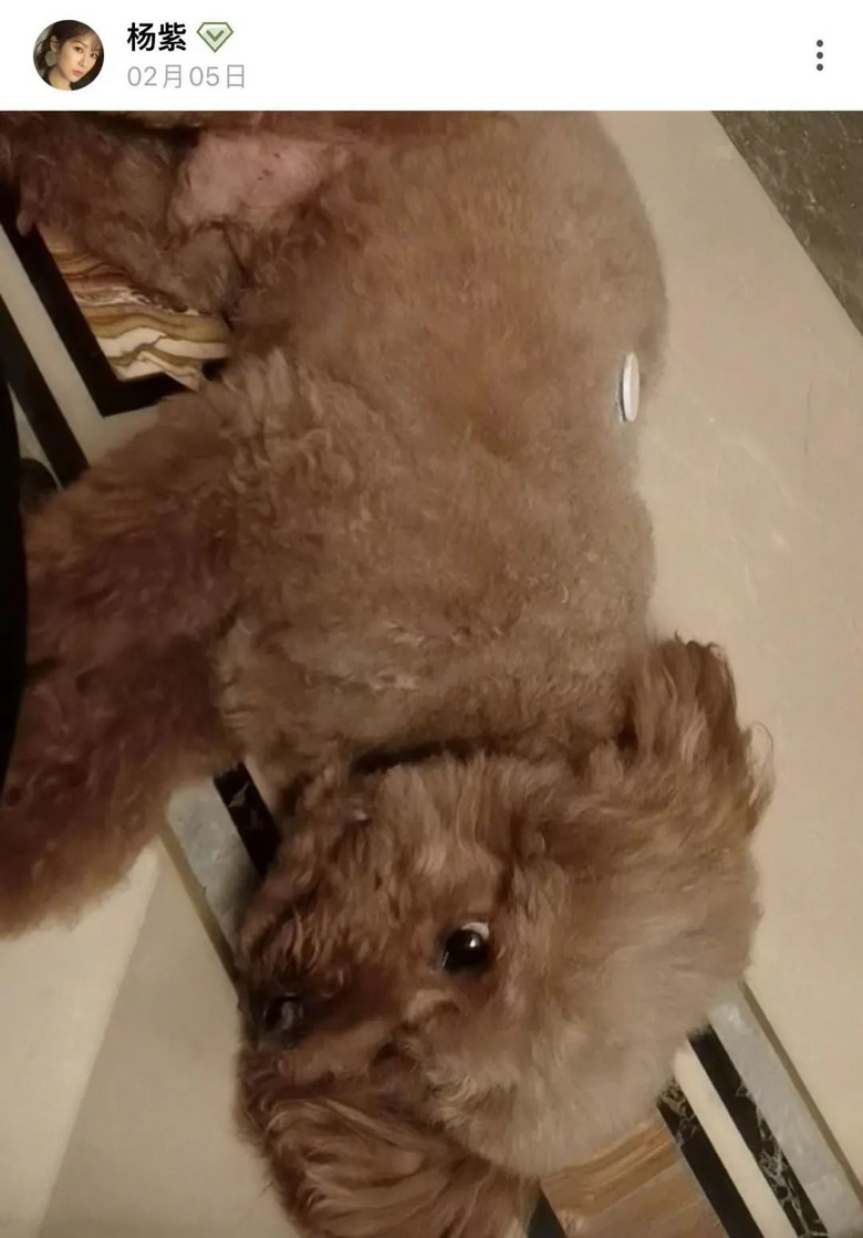 提起12歲愛犬,楊紫濕了眼眶:“我最親愛的家人,請你陪我更久