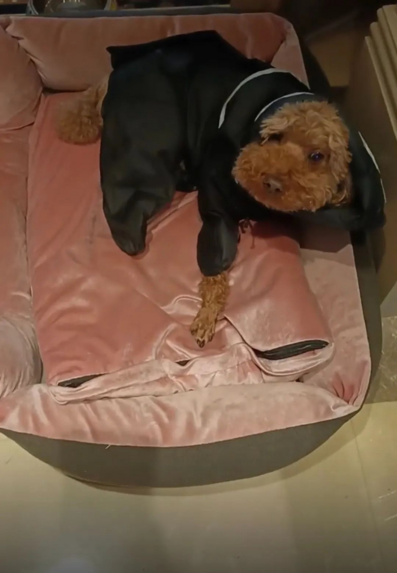 提起12歲愛犬,楊紫濕了眼眶:“我最親愛的家人,請你陪我更久