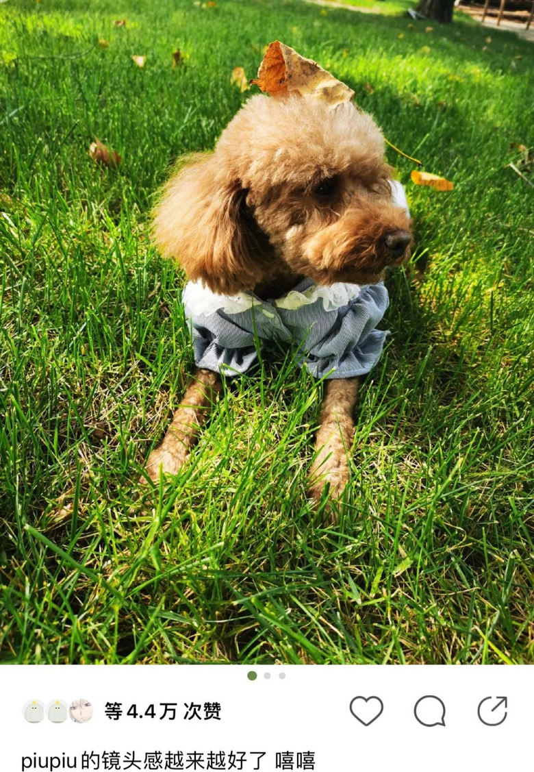提起12歲愛犬,楊紫濕了眼眶:“我最親愛的家人,請你陪我更久