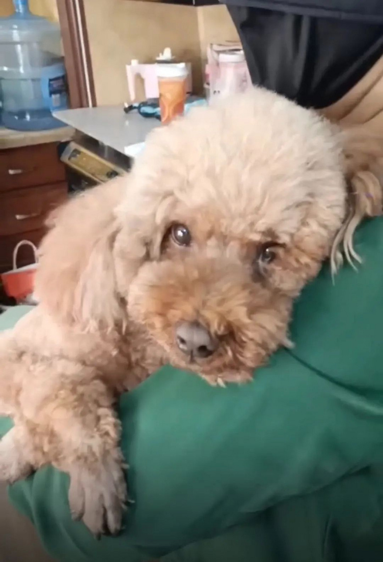 提起12歲愛犬,楊紫濕了眼眶:“我最親愛的家人,請你陪我更久