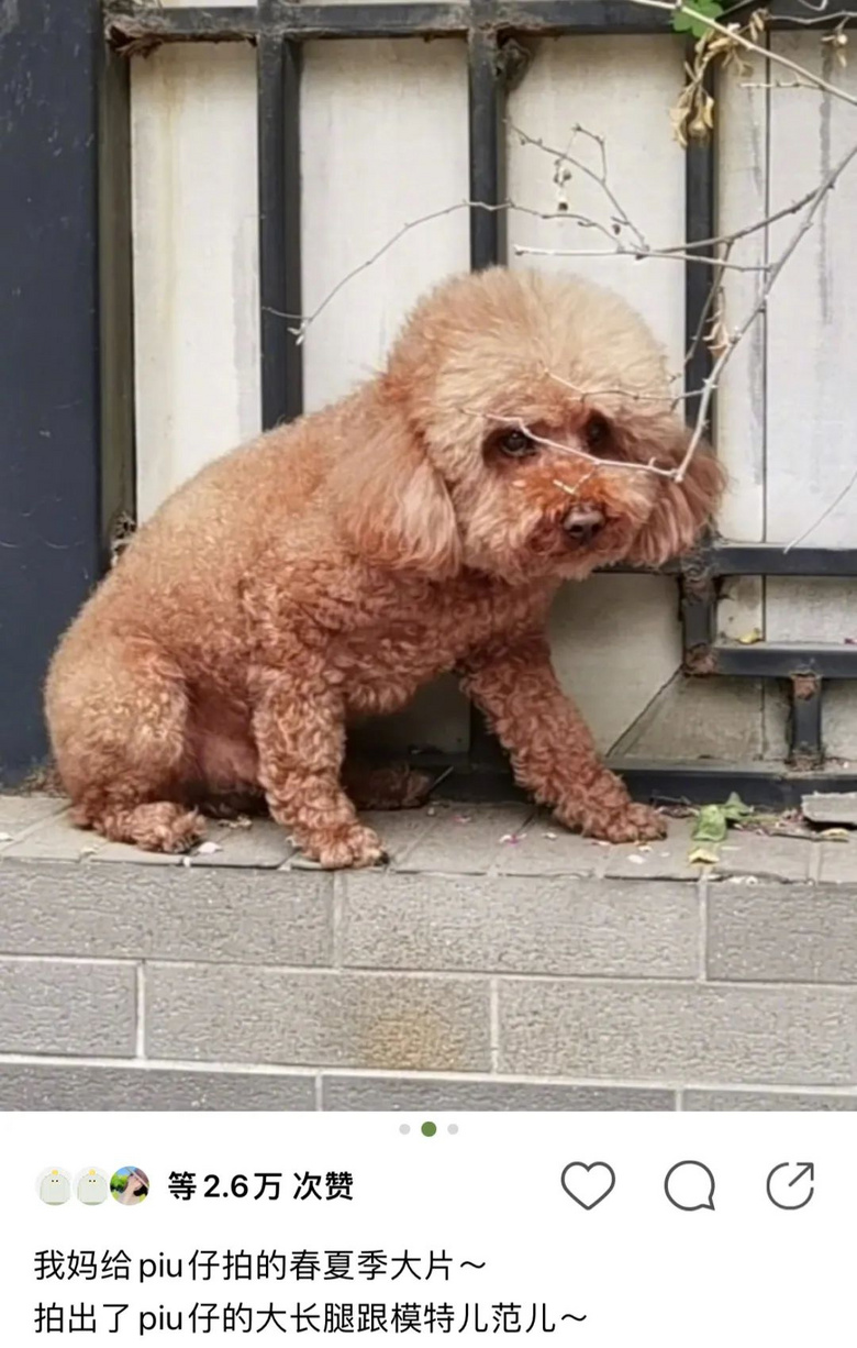 提起12歲愛犬,楊紫濕了眼眶:“我最親愛的家人,請你陪我更久