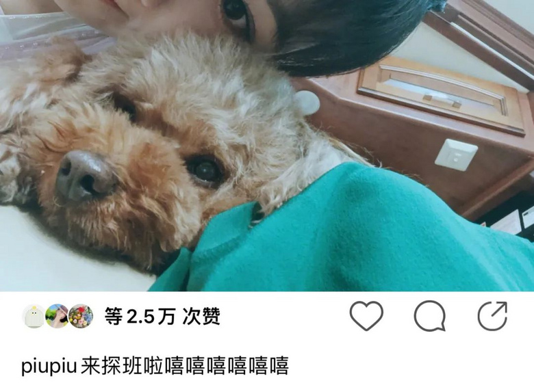提起12歲愛犬,楊紫濕了眼眶:“我最親愛的家人,請你陪我更久