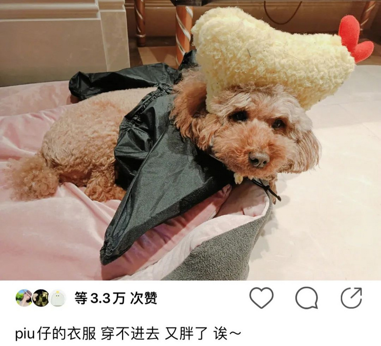 提起12歲愛犬,楊紫濕了眼眶:“我最親愛的家人,請你陪我更久