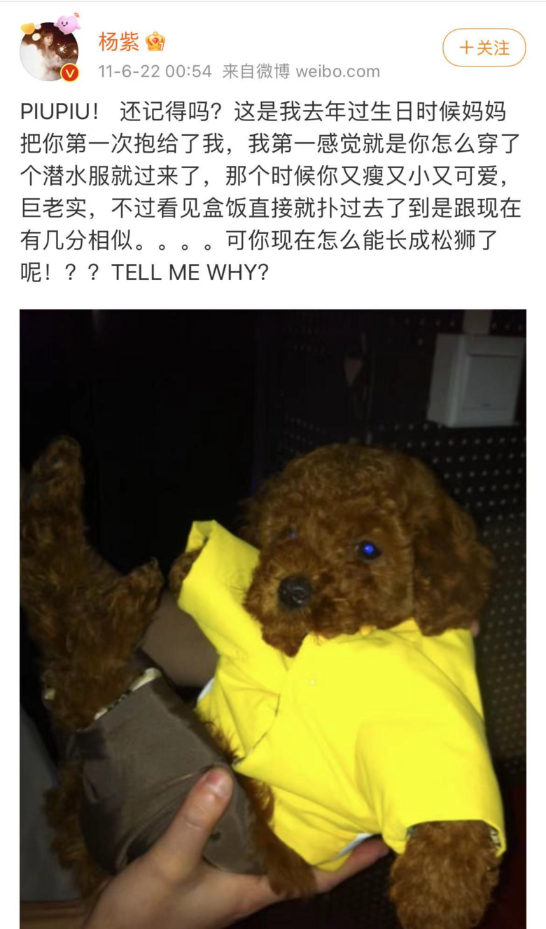 提起12歲愛犬,楊紫濕了眼眶:“我最親愛的家人,請你陪我更久