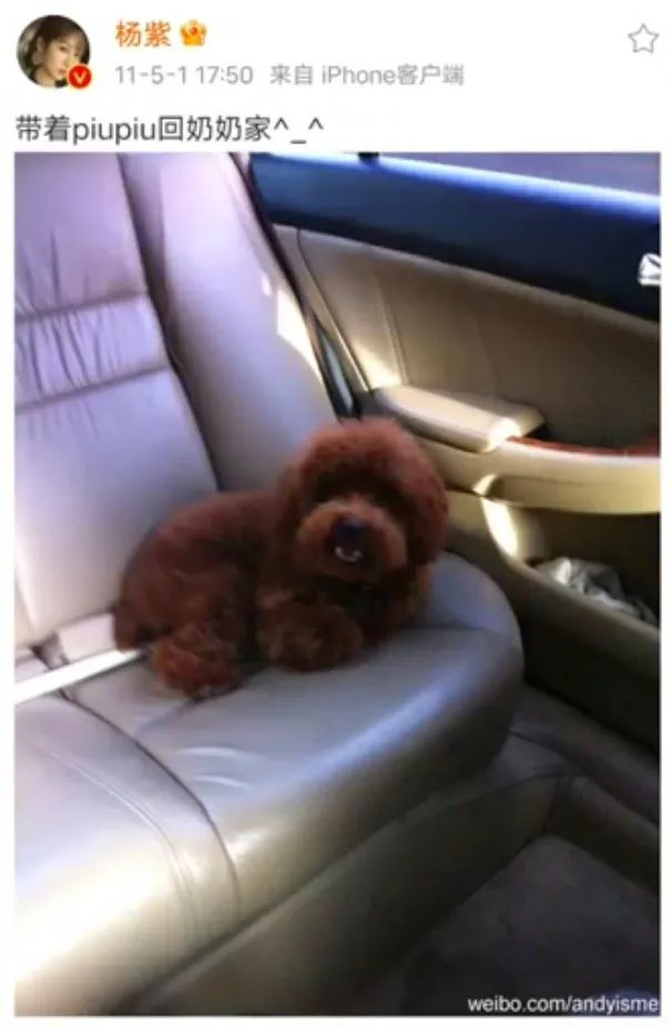 提起12歲愛犬,楊紫濕了眼眶:“我最親愛的家人,請你陪我更久