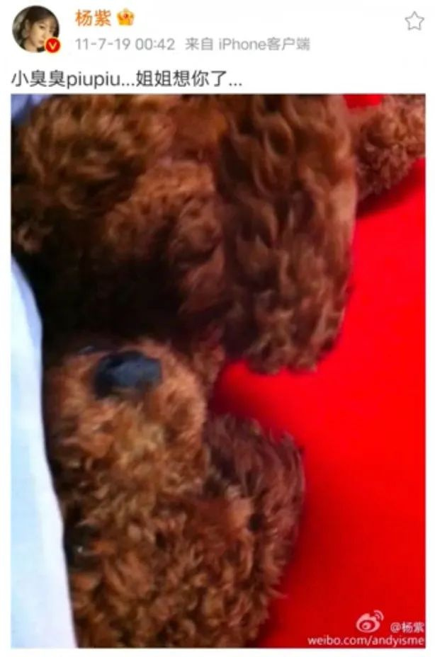 提起12歲愛犬,楊紫濕了眼眶:“我最親愛的家人,請你陪我更久