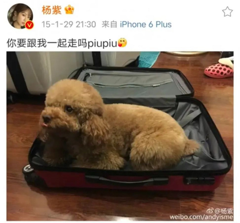 提起12歲愛犬,楊紫濕了眼眶:“我最親愛的家人,請你陪我更久