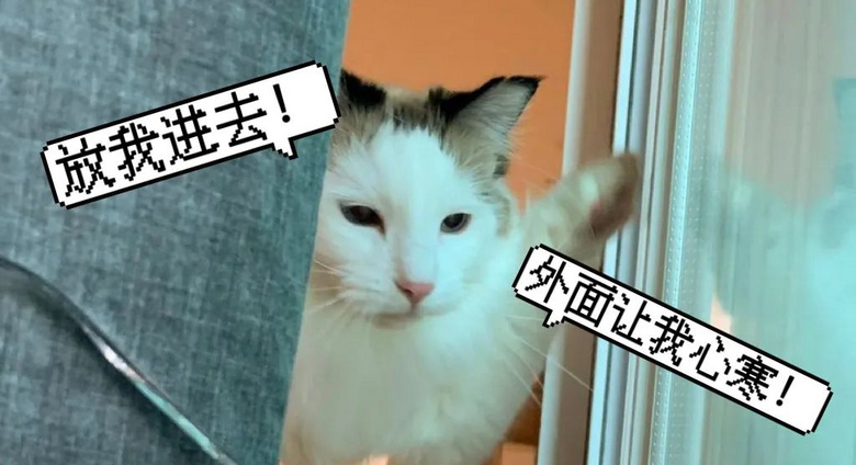 朋友貓來(lái)家里借住,高冷逆子一改常態(tài)變跟屁蟲(chóng)…網(wǎng)友:它在抓你出