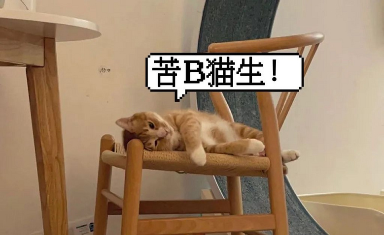 朋友貓來(lái)家里借住,高冷逆子一改常態(tài)變跟屁蟲(chóng)…網(wǎng)友:它在抓你出